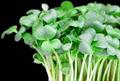 Lepidium sativum